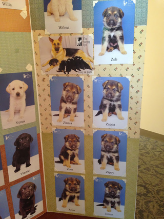 Illustration for article titled Guide dog names